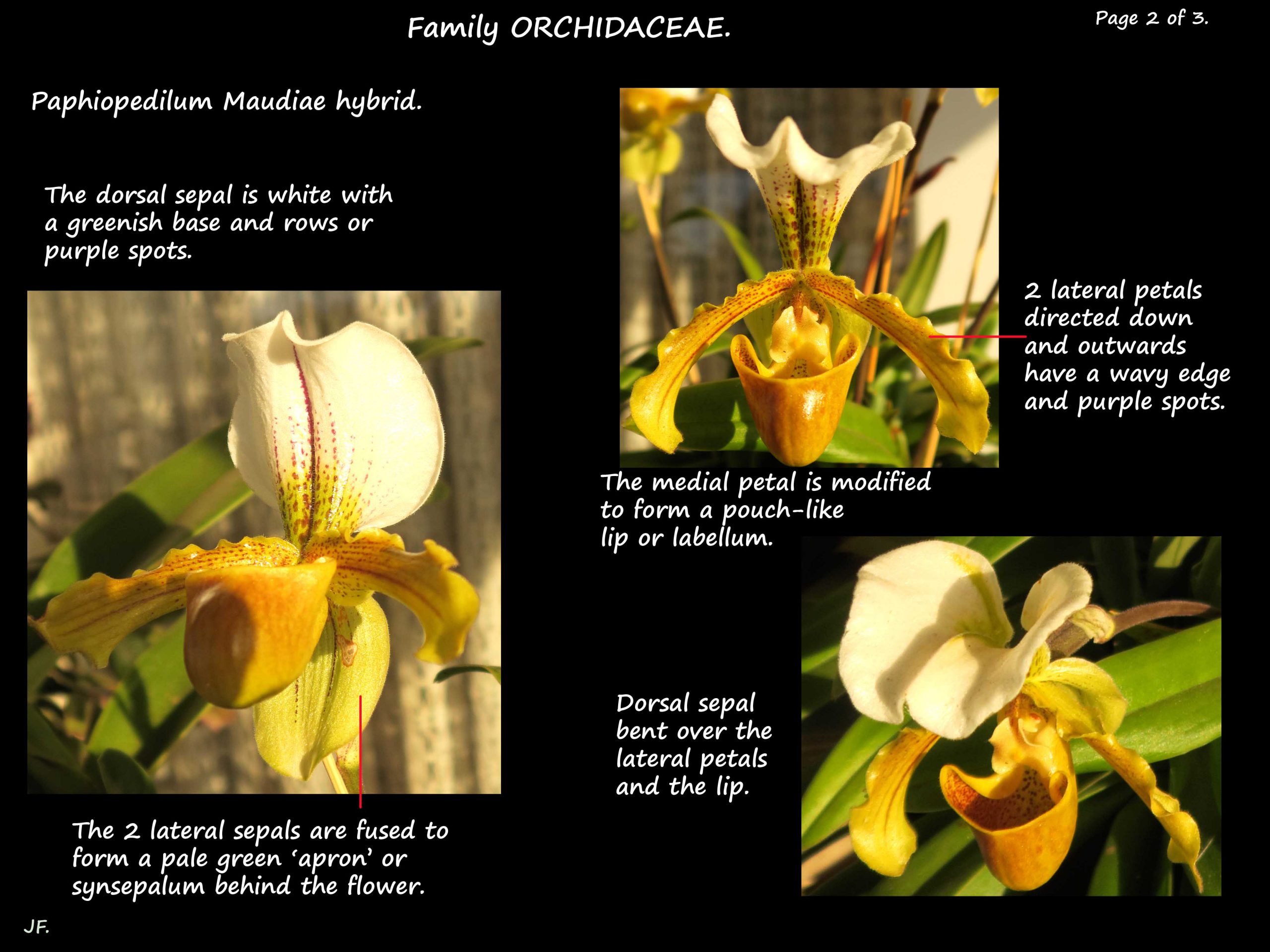 2 Venus Slipper orchid